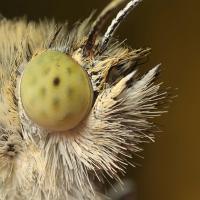 Large White 2 